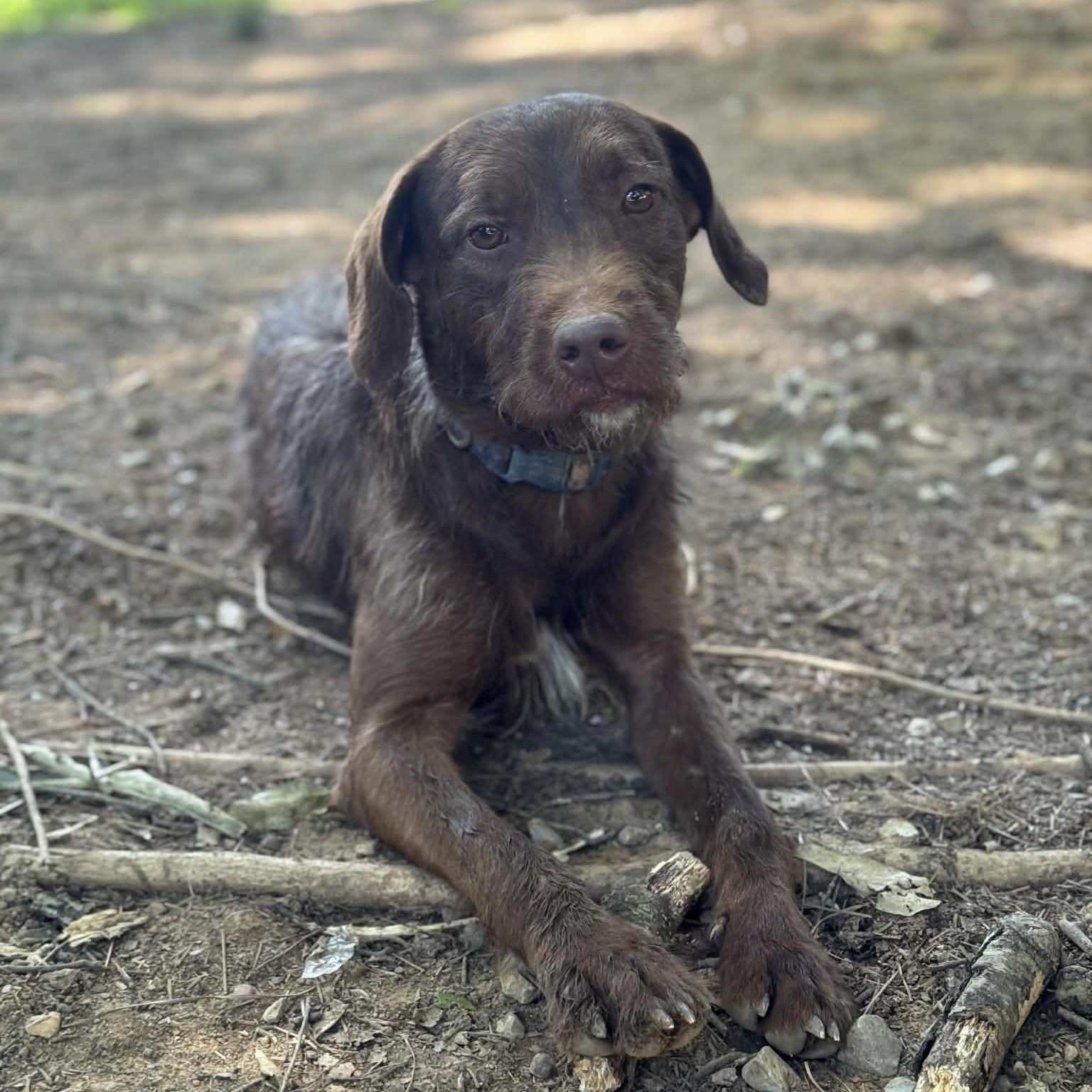 Jinx, a ADOPTABLE mixed breed in Birmingham, AL image 2/5