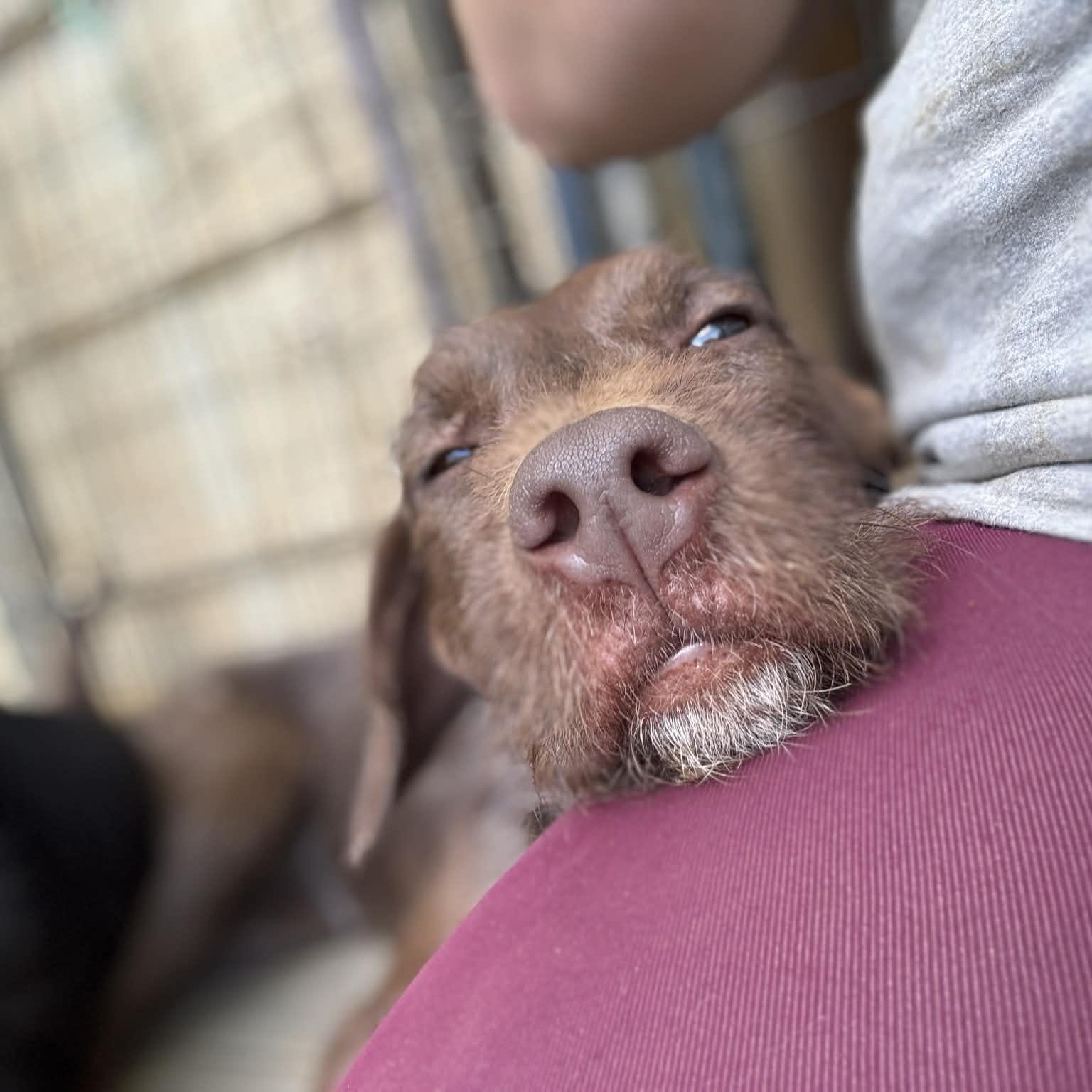 Jinx, a ADOPTABLE mixed breed in Birmingham, AL image 5/5