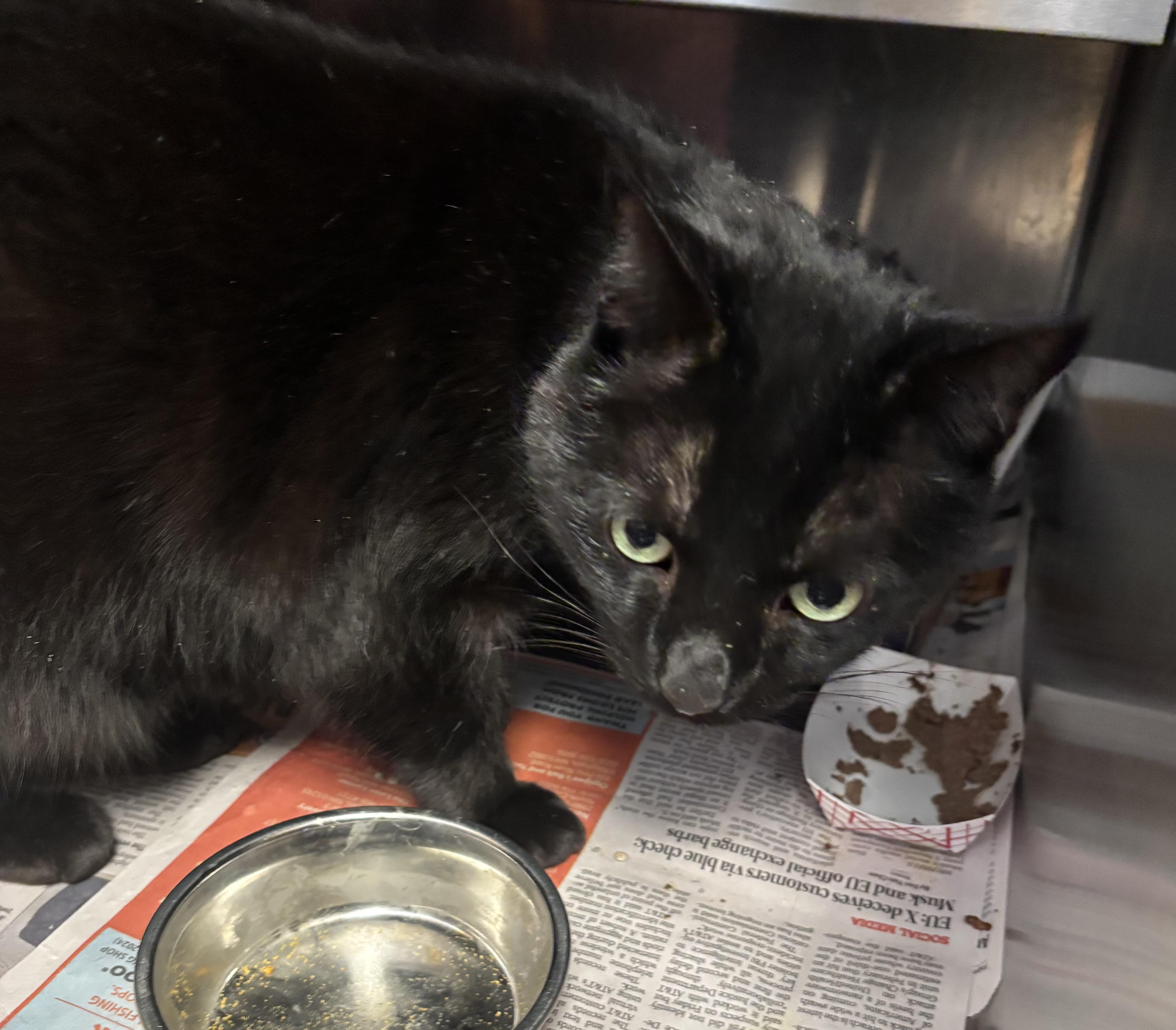 Enlarge Mr. Hilary Duff, a ADOPTABLE Domestic Short Hair in Manchester, NH image 5/5