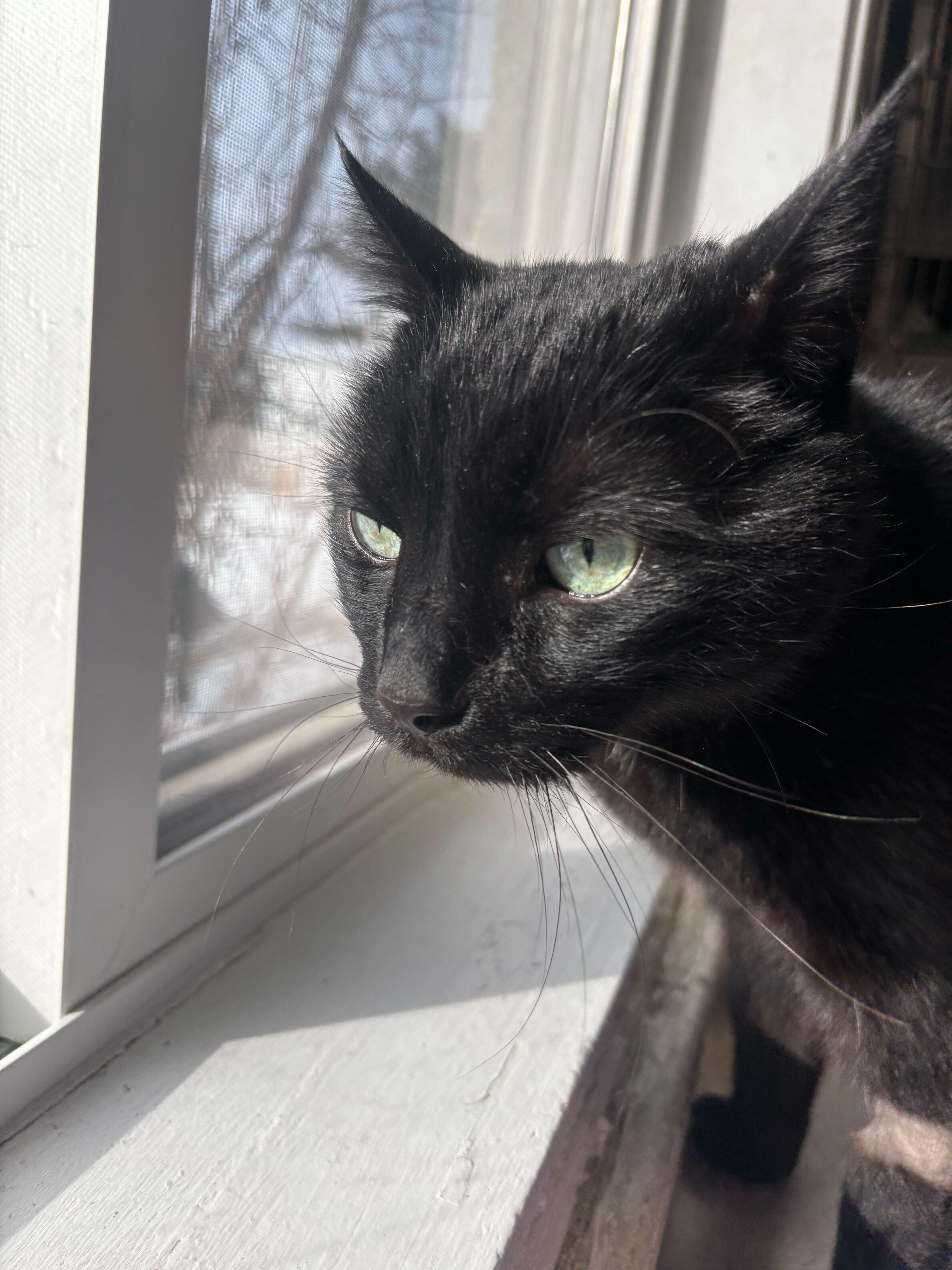 Enlarge Mr. Hilary Duff, a ADOPTABLE Domestic Short Hair in Manchester, NH image 1/5