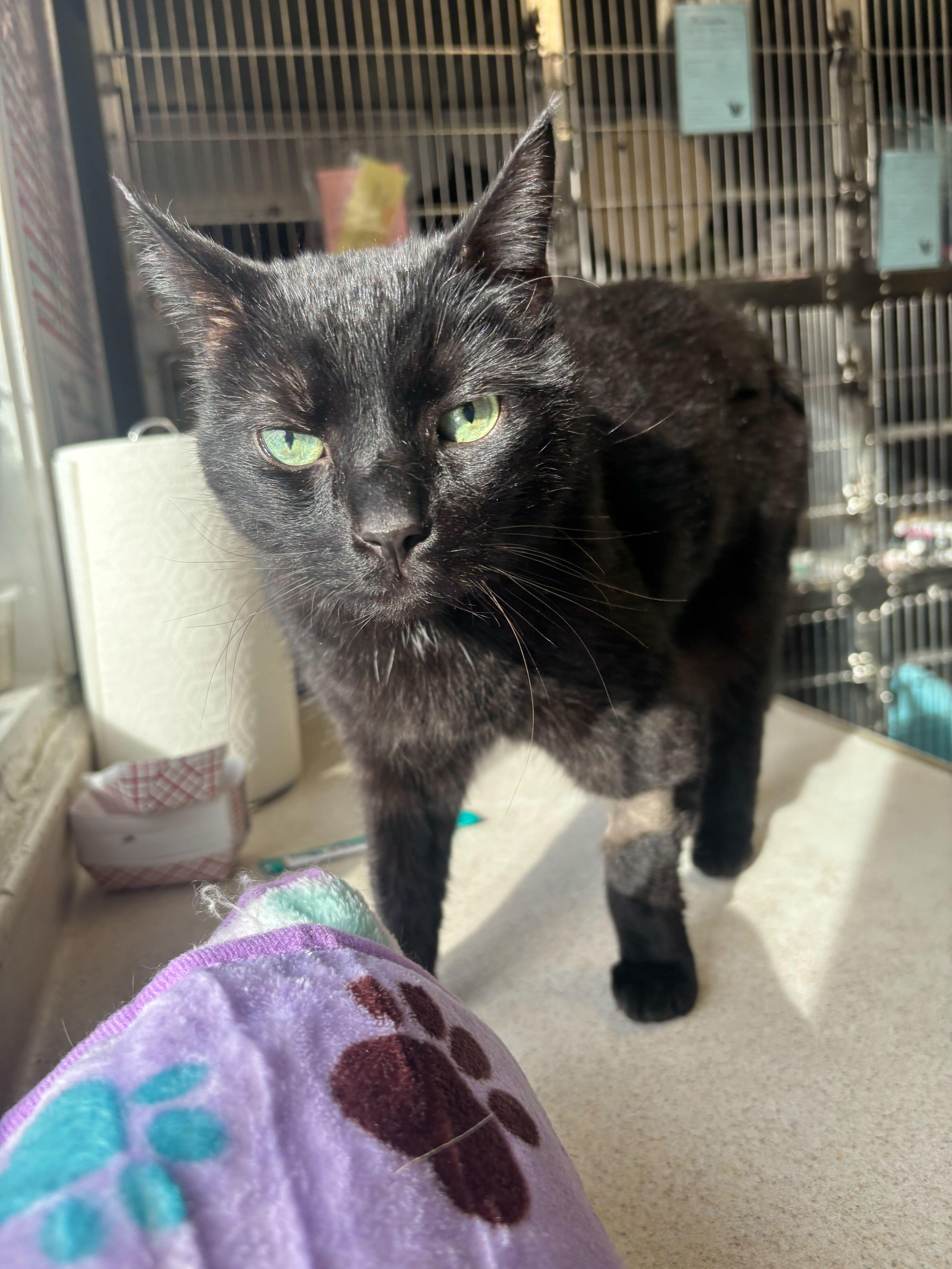 Enlarge Mr. Hilary Duff, a ADOPTABLE Domestic Short Hair in Manchester, NH image 2/5