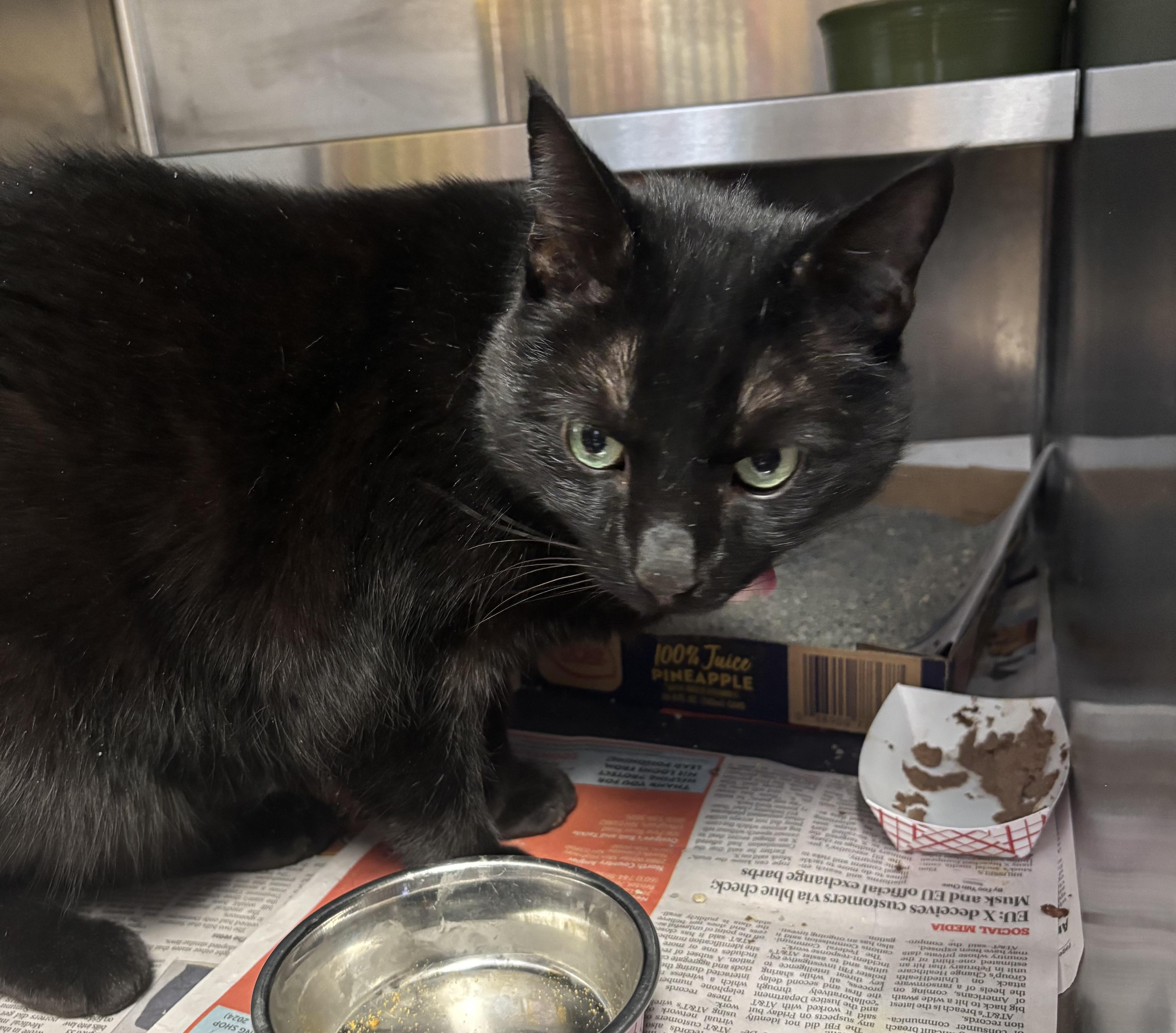 Enlarge Mr. Hilary Duff, a ADOPTABLE Domestic Short Hair in Manchester, NH image 4/5