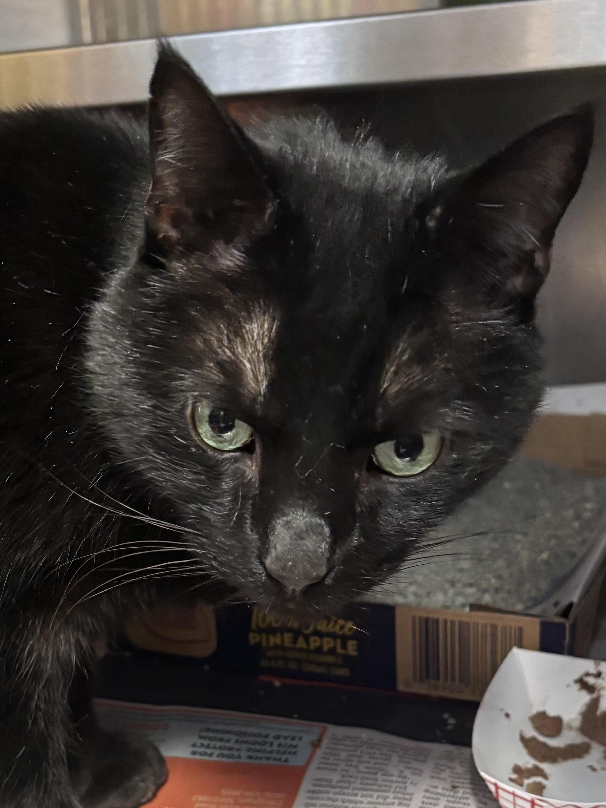 Enlarge Mr. Hilary Duff, a ADOPTABLE Domestic Short Hair in Manchester, NH image 3/5