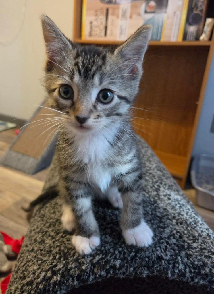 Breadstick, Adoptable, Young Male Domestic Short Hair.