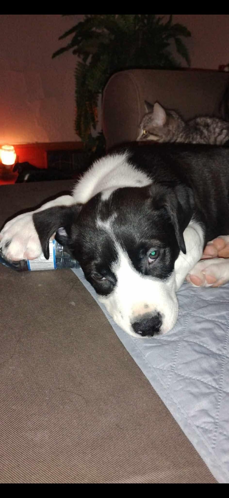 Enlarge Sam , an adoptable mixed breed in Winnipeg, MB image 3/4