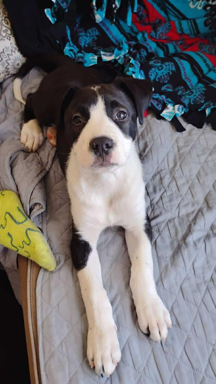 Enlarge Sam , an adoptable mixed breed in Winnipeg, MB image 1/2