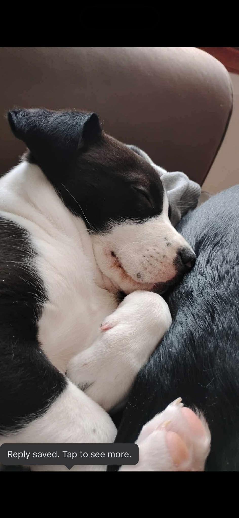 Enlarge Sam , an adoptable mixed breed in Winnipeg, MB image 4/4