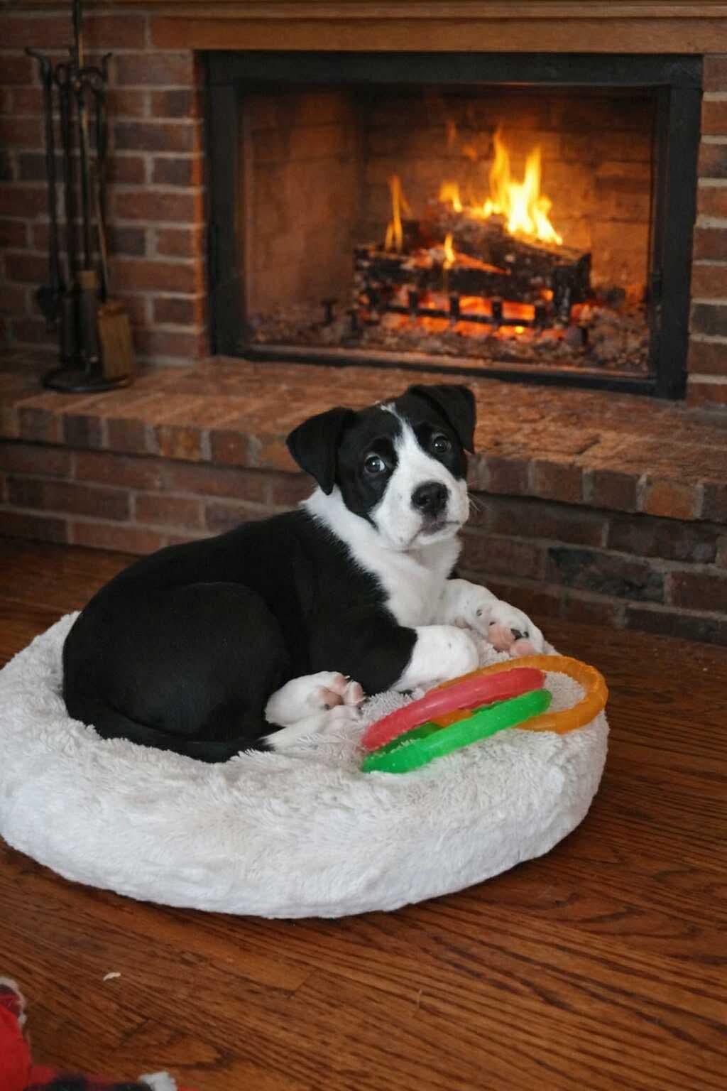 Enlarge Sam , an adoptable mixed breed in Winnipeg, MB image 2/2