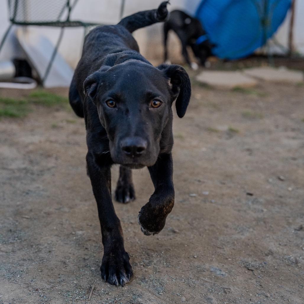 Enlarge William, a Adoptable mixed breed in Pawling, NY image 2/6