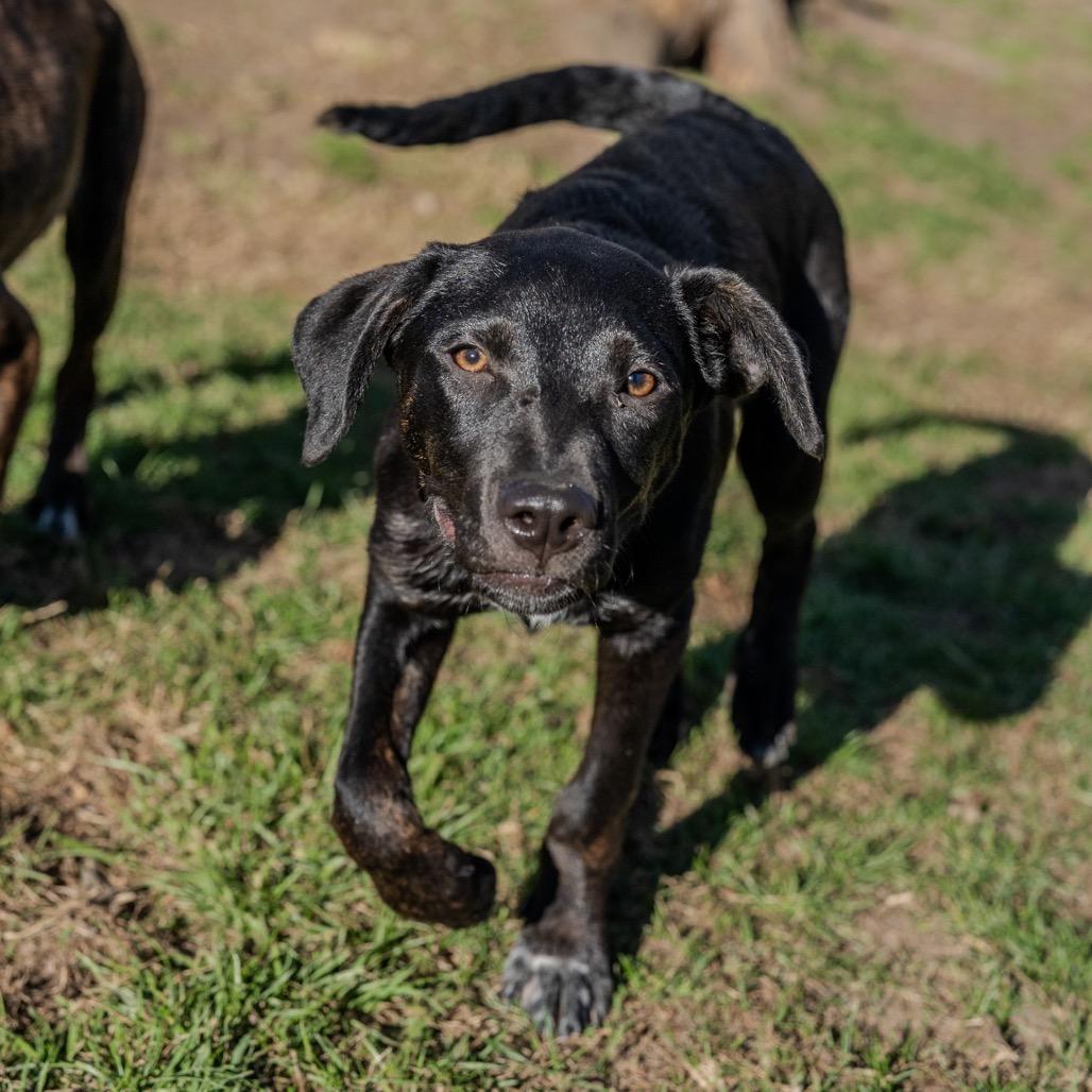 Enlarge William, a Adoptable mixed breed in Pawling, NY image 4/6