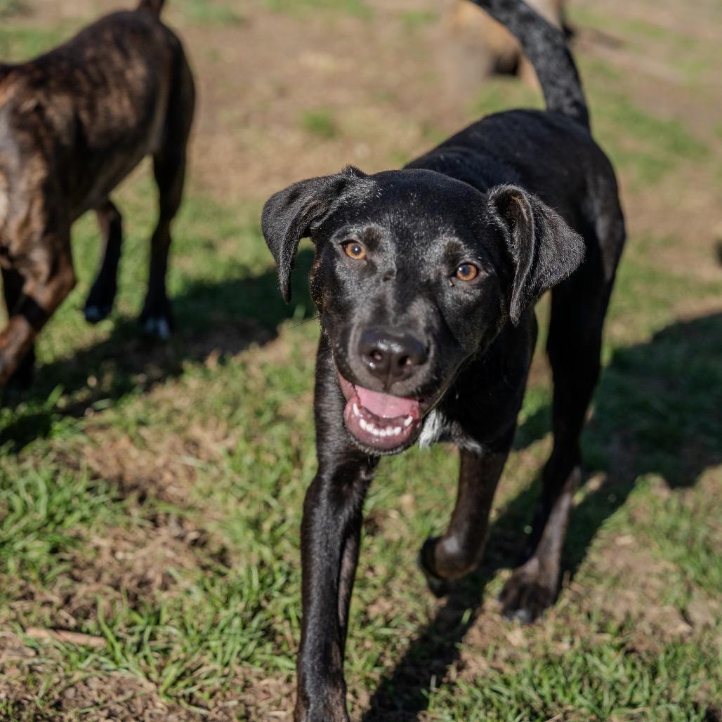 Enlarge William, a Adoptable mixed breed in Pawling, NY image 5/6