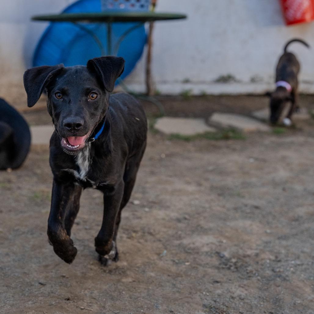 Enlarge William, a Adoptable mixed breed in Pawling, NY image 6/6
