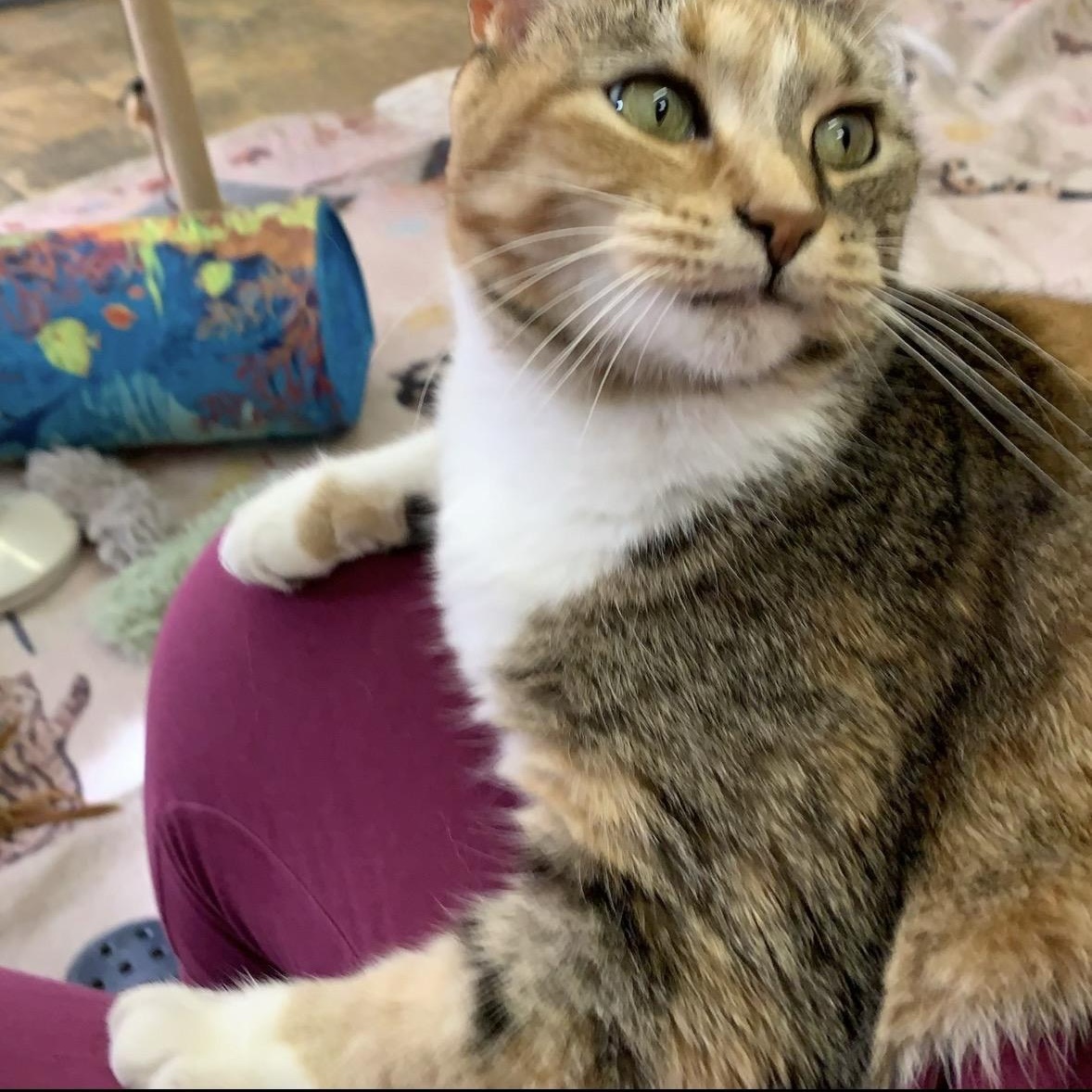 Enlarge Autumn, a Adoptable Calico in Webster, NY image 4/4