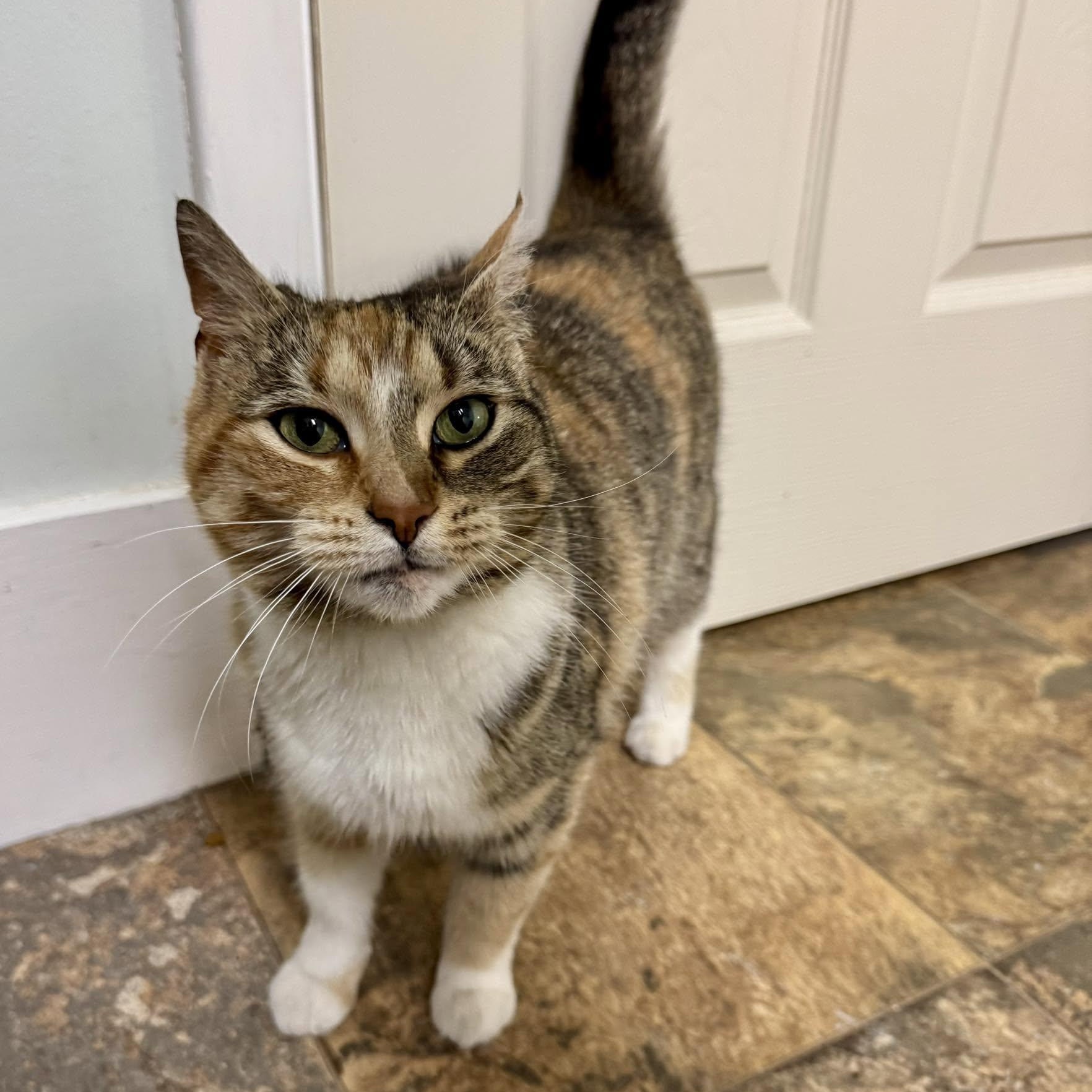 Enlarge Autumn, a Adoptable Calico in Webster, NY image 1/4