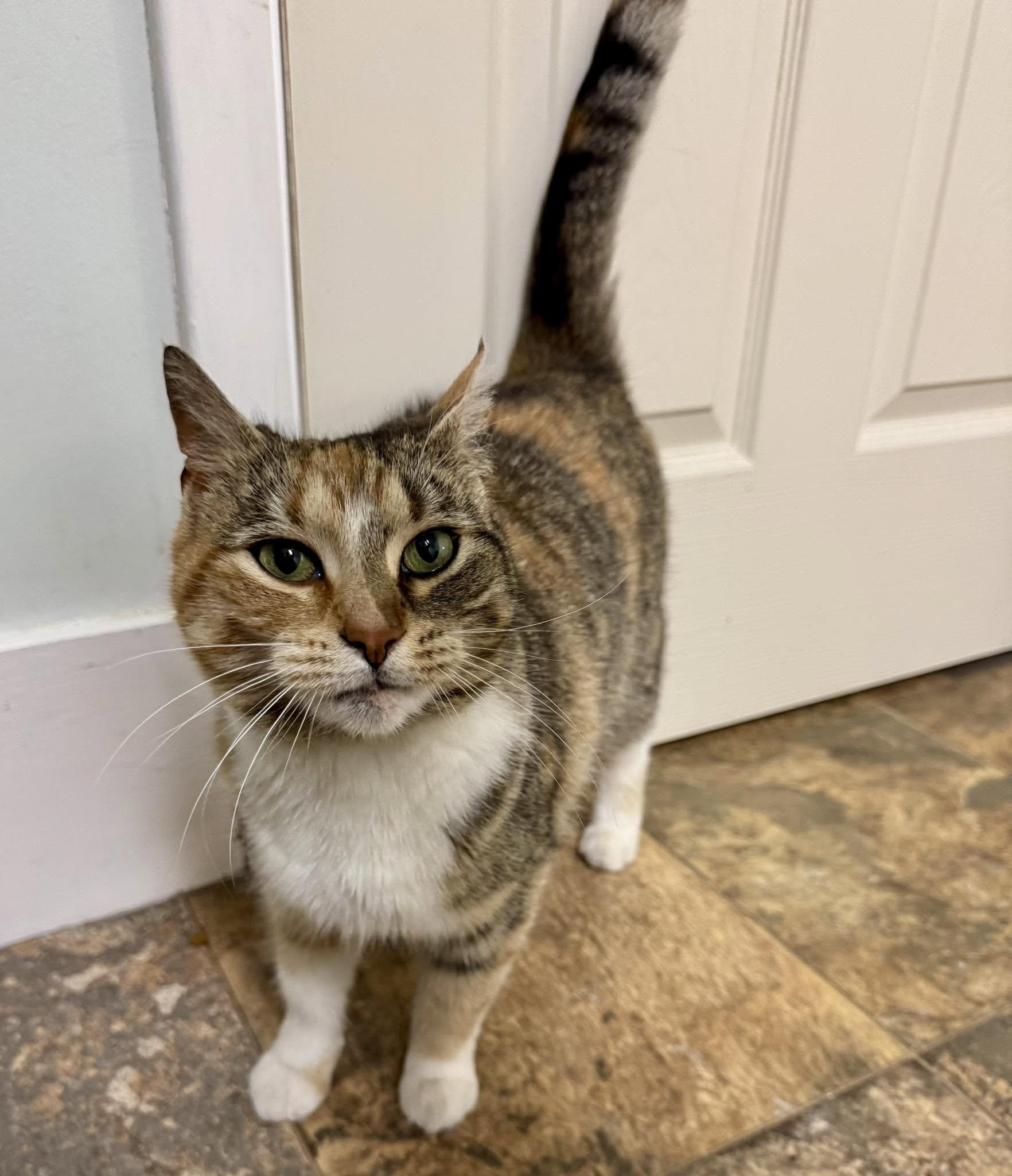 Enlarge Autumn, a ADOPTABLE Calico in Webster, NY image 1/1