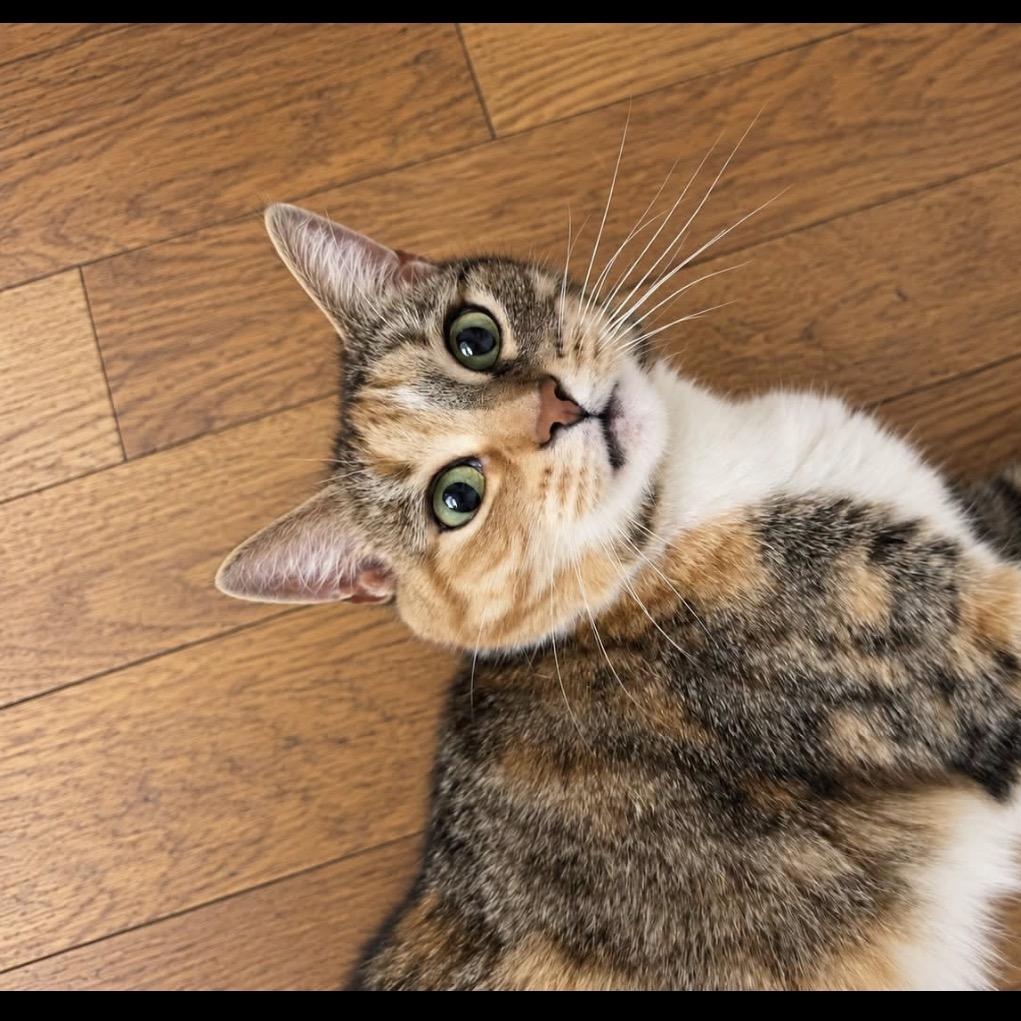 Enlarge Autumn, a Adoptable Calico in Webster, NY image 3/4