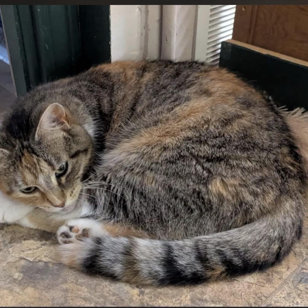 Enlarge Autumn, a Adoptable Calico in Webster, NY image 2/4