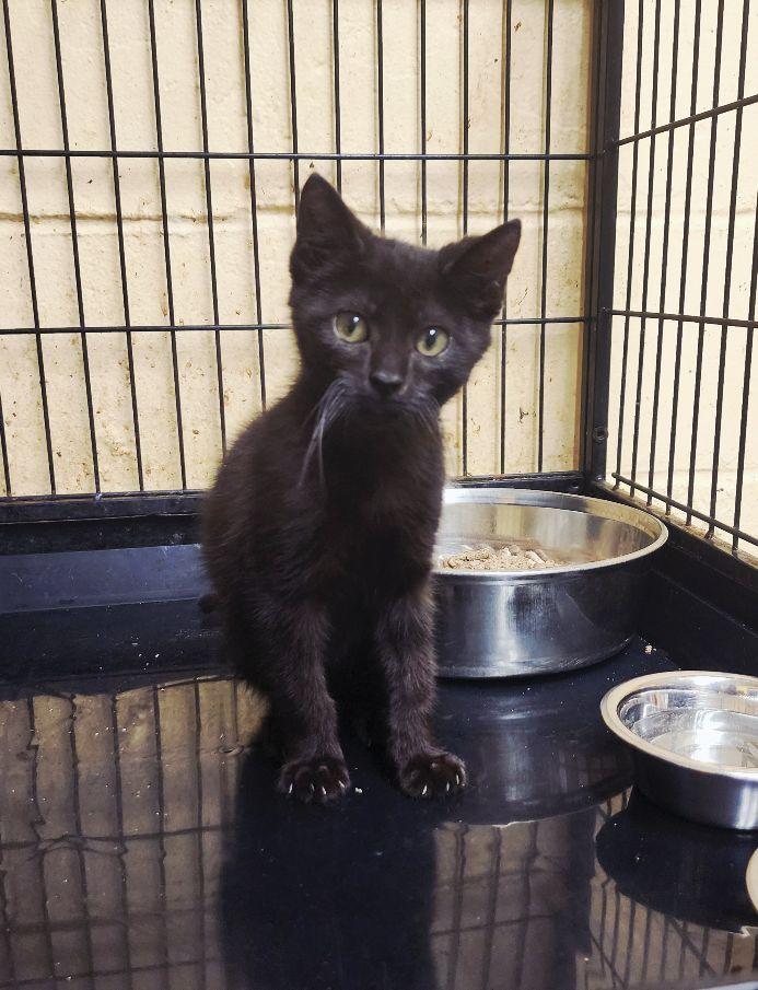 Enlarge Bitzy, a ADOPTABLE Domestic Short Hair in Perth Amboy, NJ image 2/3