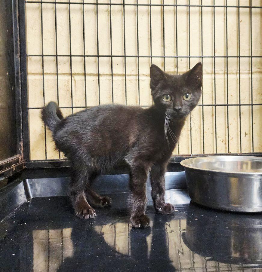 Enlarge Bitzy, a ADOPTABLE Domestic Short Hair in Perth Amboy, NJ image 1/3