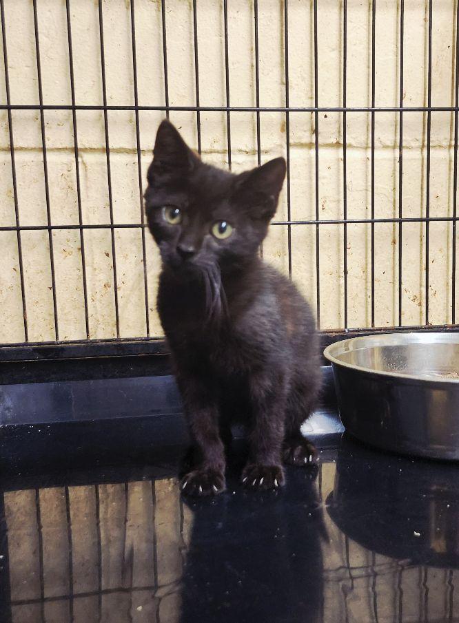 Enlarge Bitzy, a ADOPTABLE Domestic Short Hair in Perth Amboy, NJ image 3/3