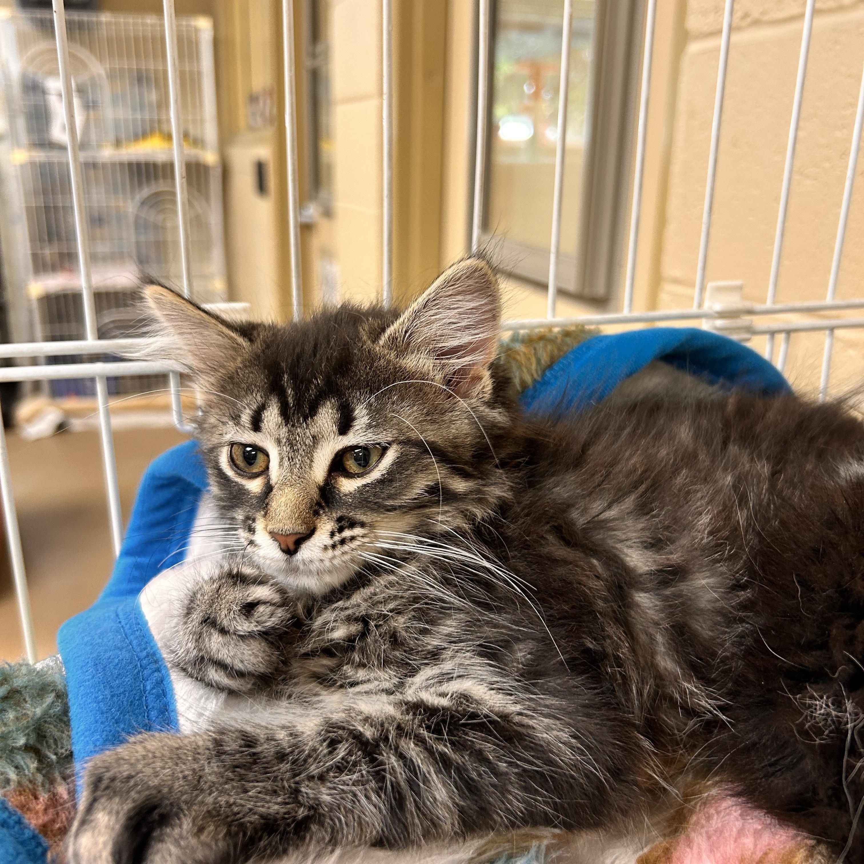 Van Gough, an adopted Domestic Short Hair in Myerstown, PA image 2/2
