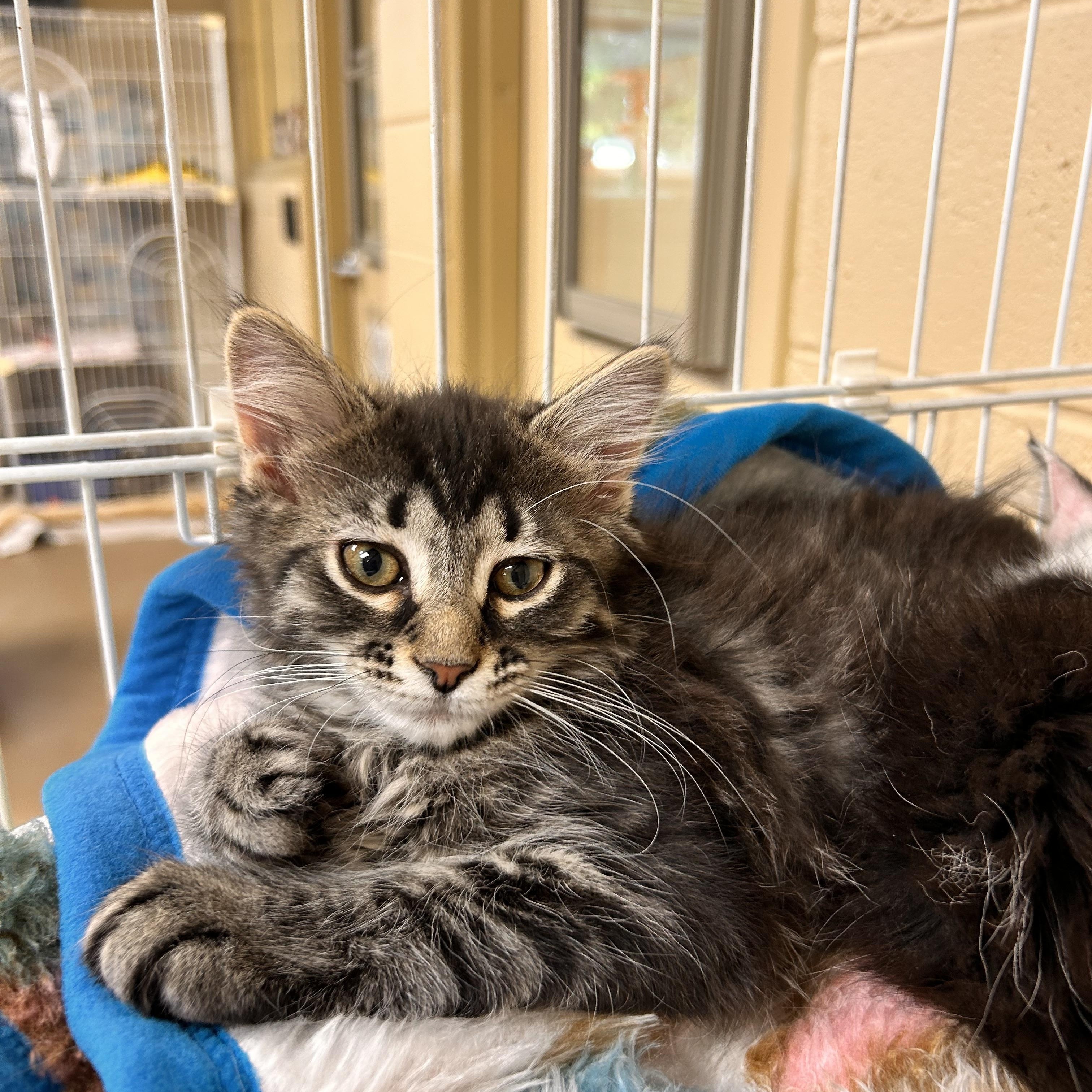 Van Gough, adopted, Kitten Female Domestic Short Hair.