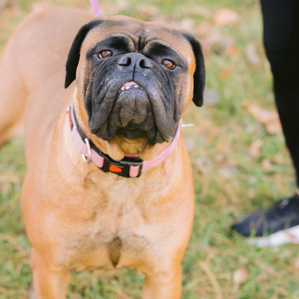 Rainbow, Adoptable, Adult Female Bullmastiff.