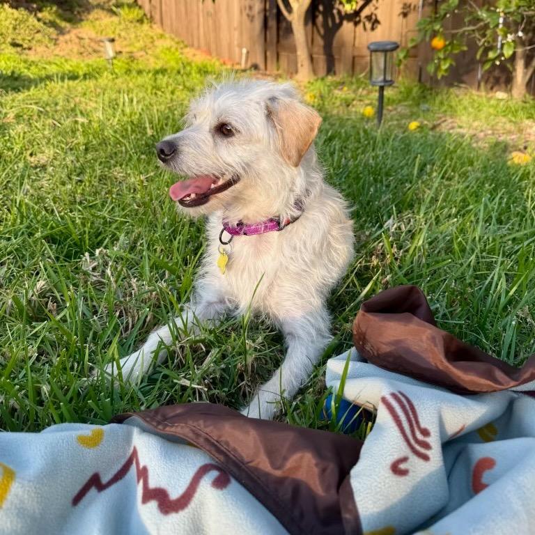 Enlarge Peludo, a Adoptable Terrier in San Diego, CA image 1/6