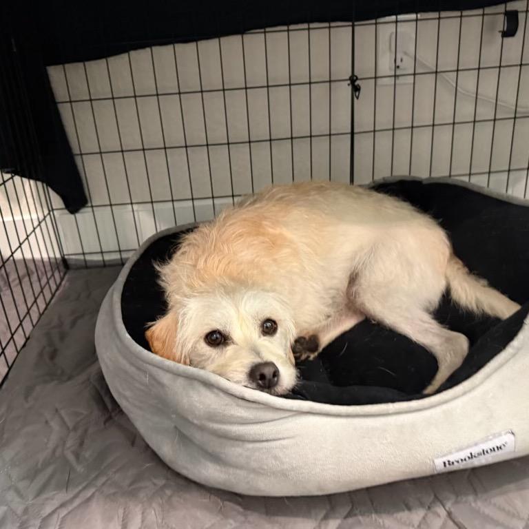 Enlarge Peludo, a Adoptable Terrier in San Diego, CA image 2/6
