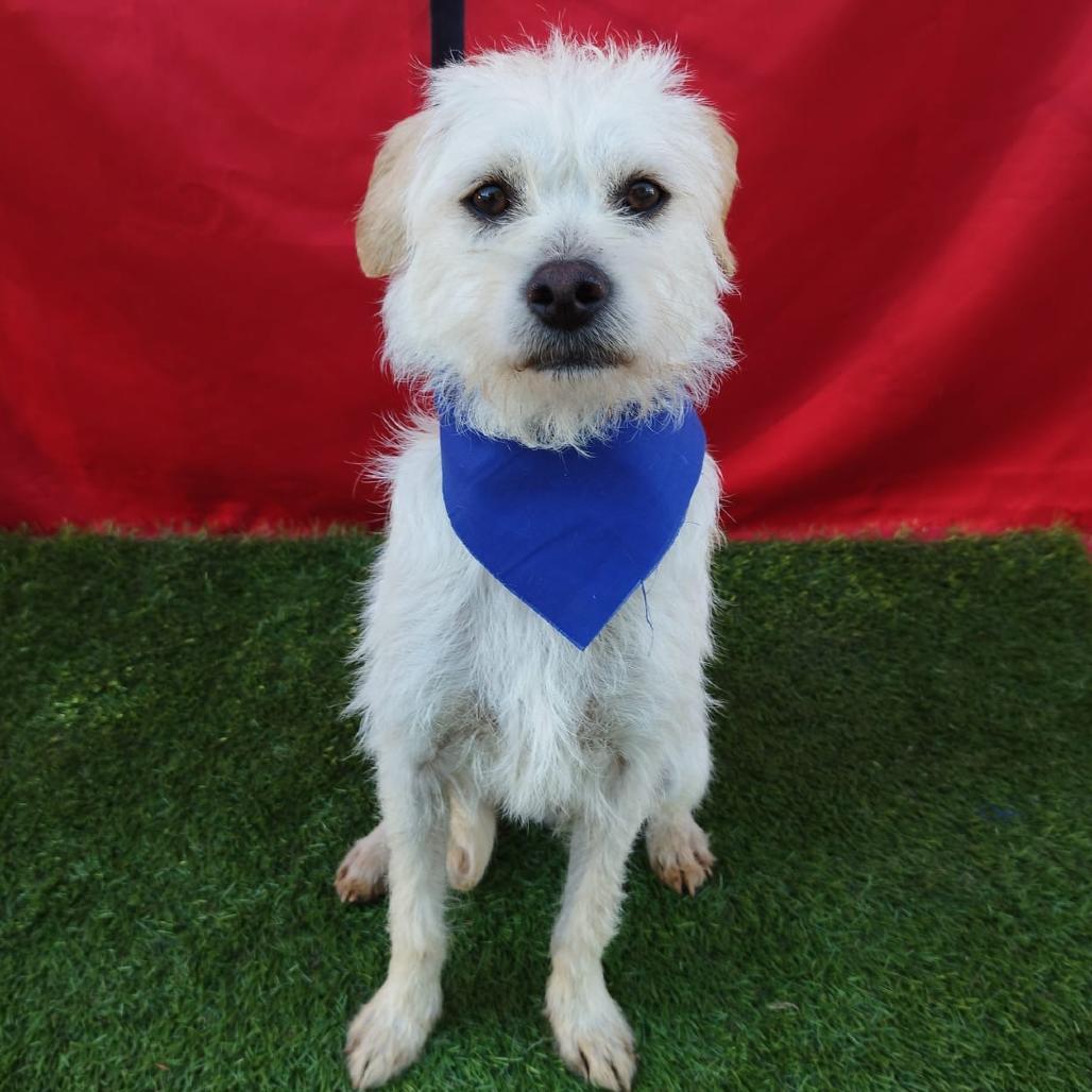 Enlarge Peludo, a Adoptable Terrier in San Diego, CA image 3/6