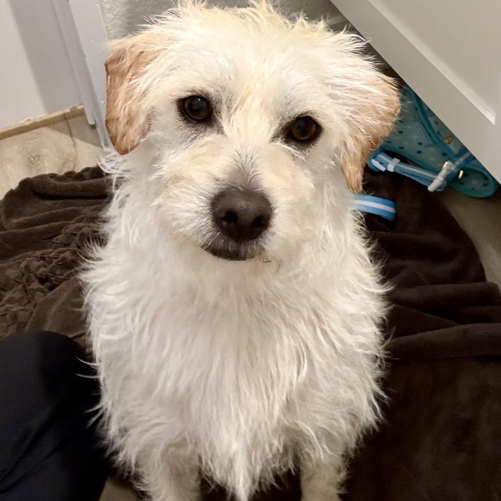 Enlarge Peludo, a Adoptable Terrier in San Diego, CA image 4/6