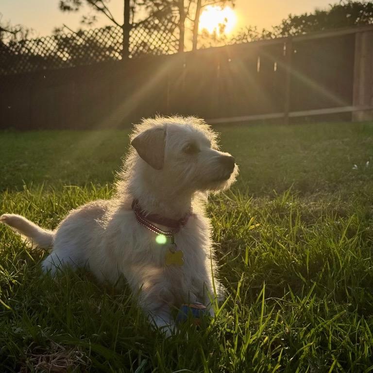 Enlarge Peludo, a Adoptable Terrier in San Diego, CA image 5/6