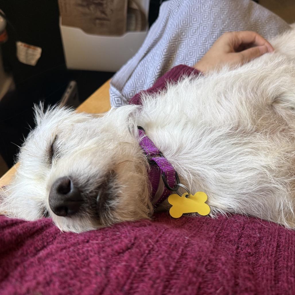 Enlarge Peludo, a Adoptable Terrier in San Diego, CA image 6/6