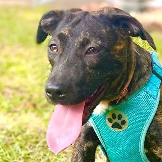 Ansley, Adoptable, Puppy Female Plott Hound & Catahoula Leopard Dog.