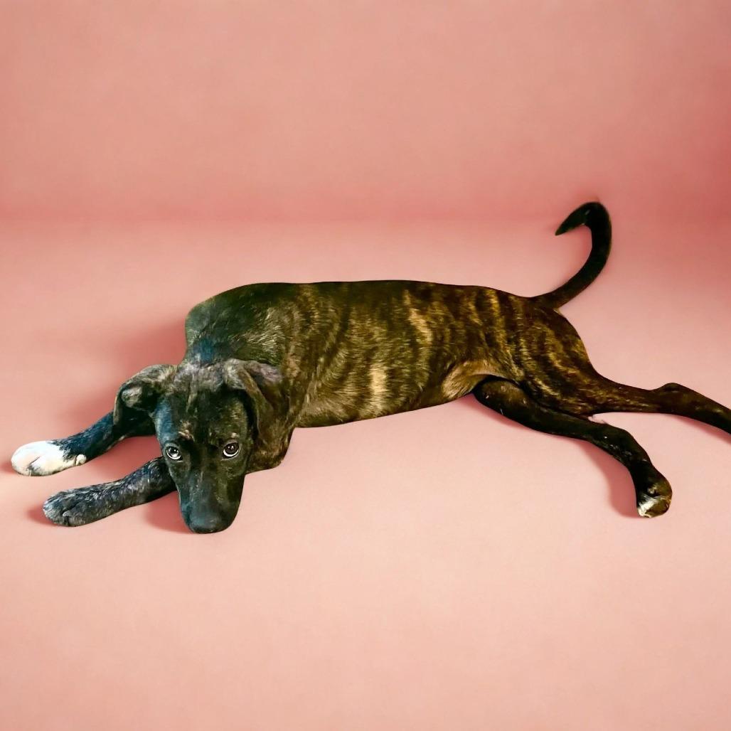 Enlarge Ansley, a Adoptable mixed breed in Enterprise, AL image 2/2