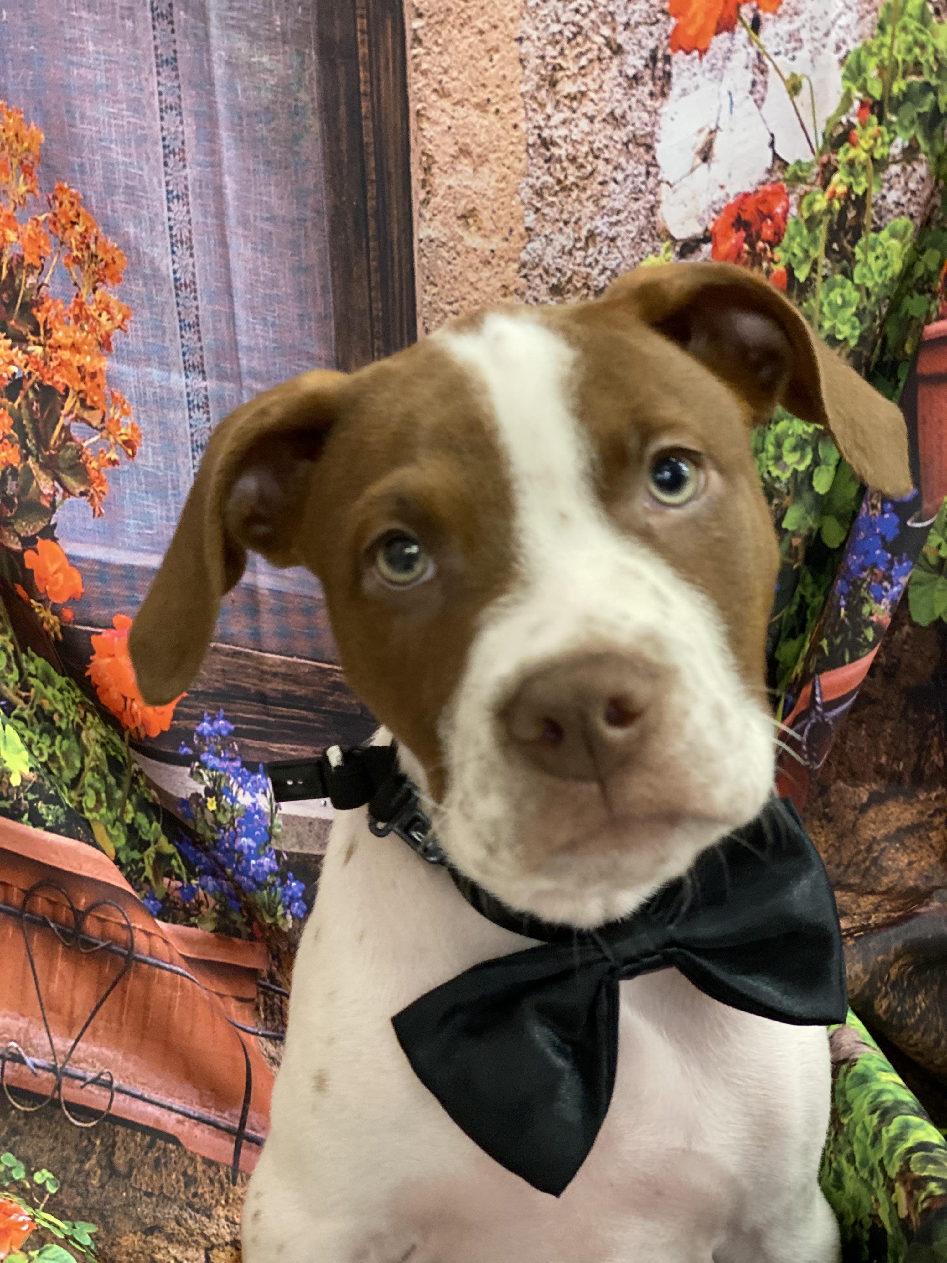 Alfie, a Adoptable mixed breed in Babylon, NY image 3/5