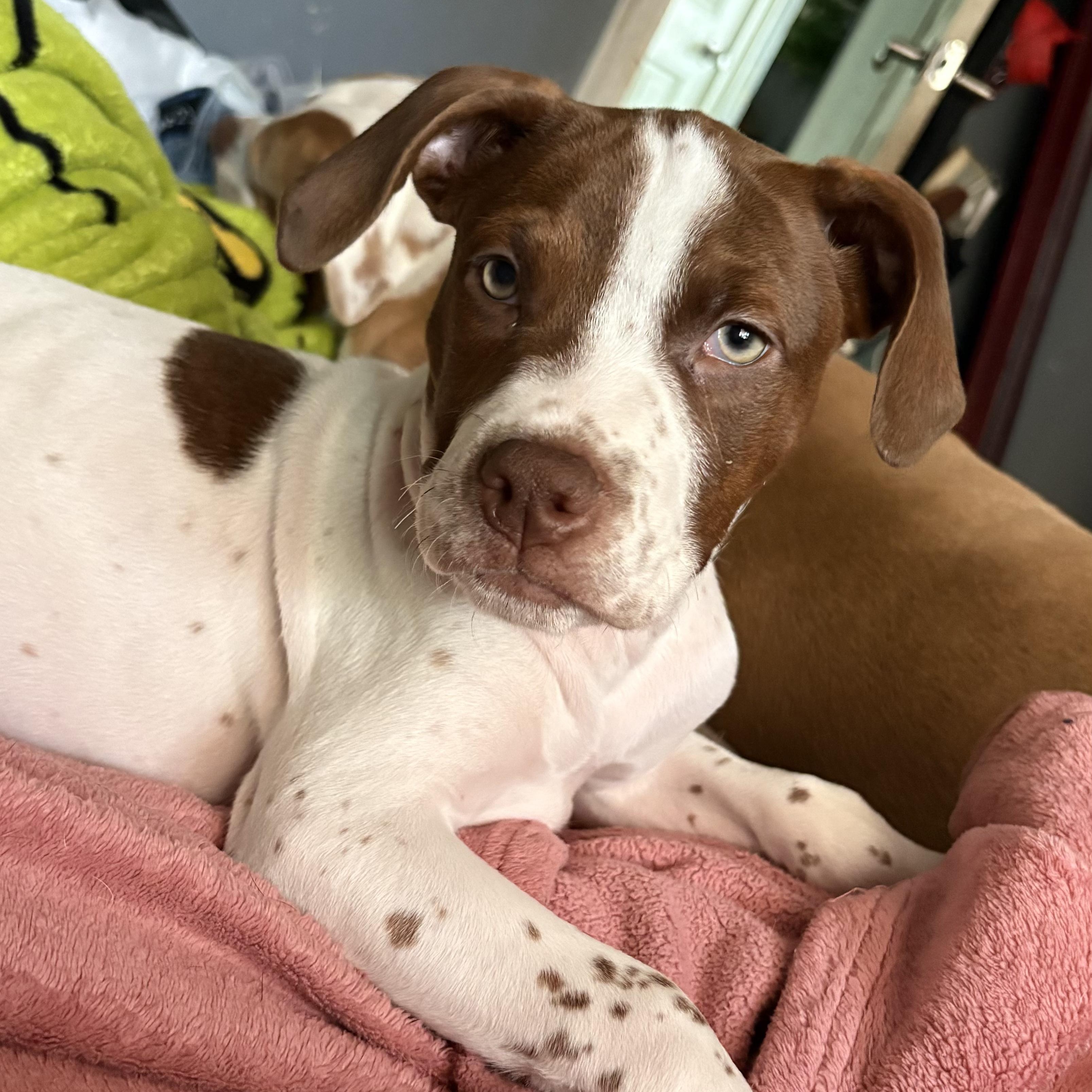 Alfie, Adoptable, Puppy Male Hound.