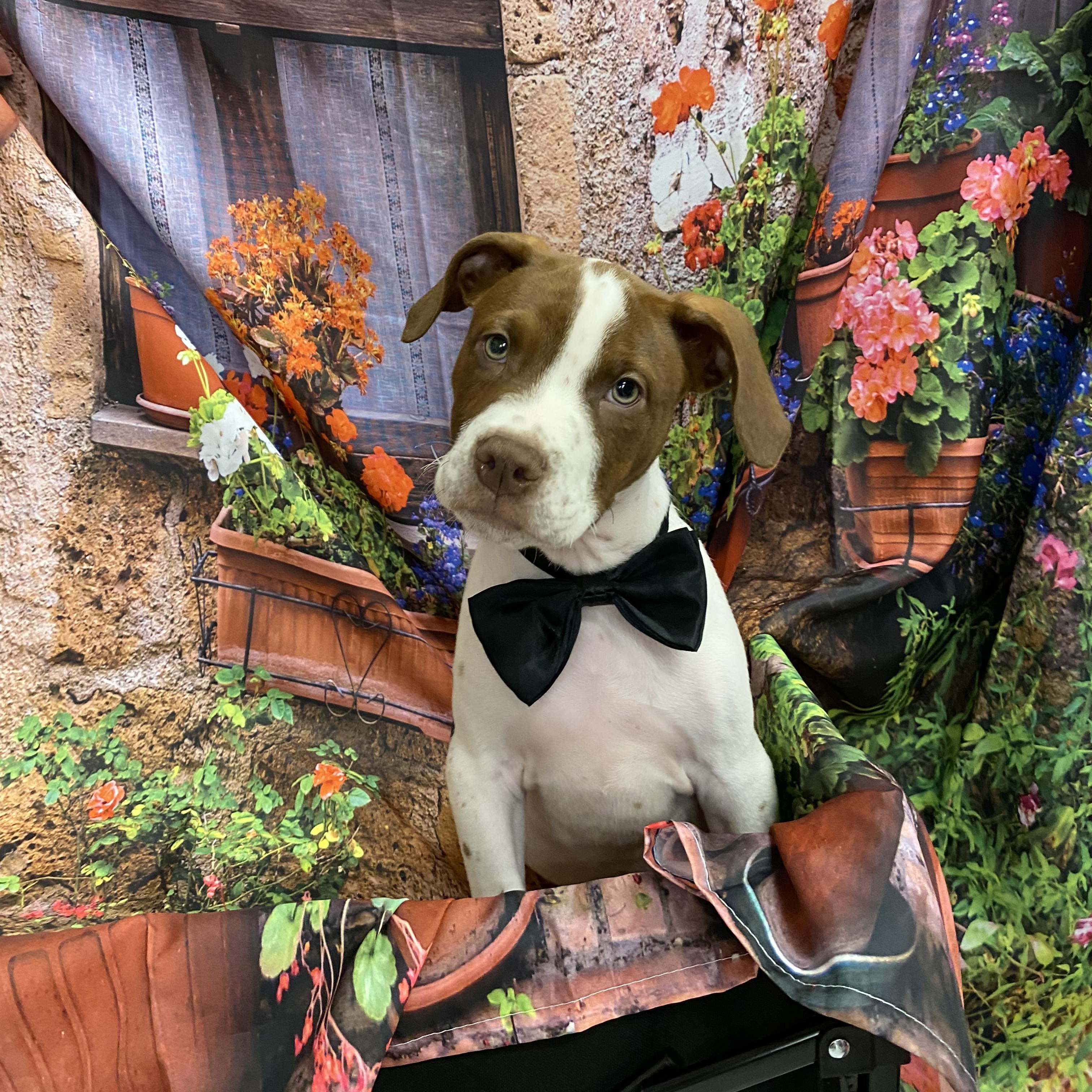Alfie, a Adoptable mixed breed in Babylon, NY image 4/5