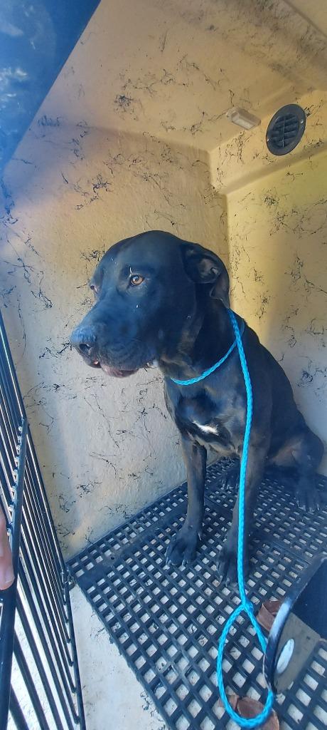 Dude, Adoptable, Adult Male Mixed Breed.