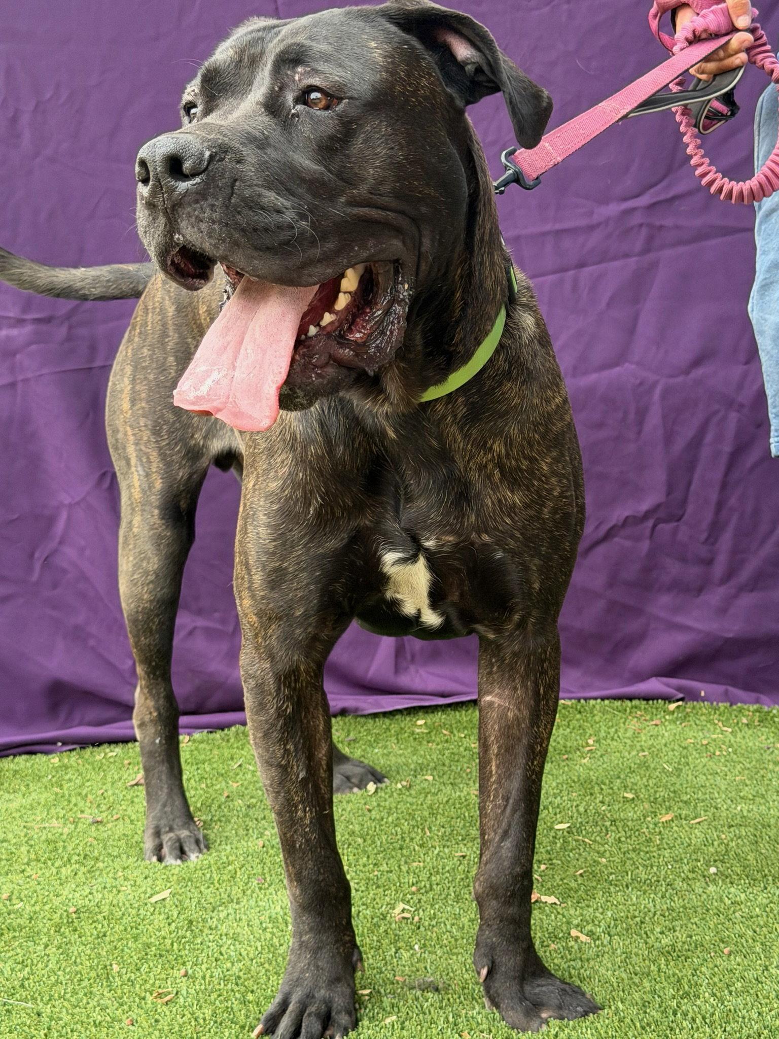 Captain, a Adoptable Presa Canario in Glendale, AZ image 1/3