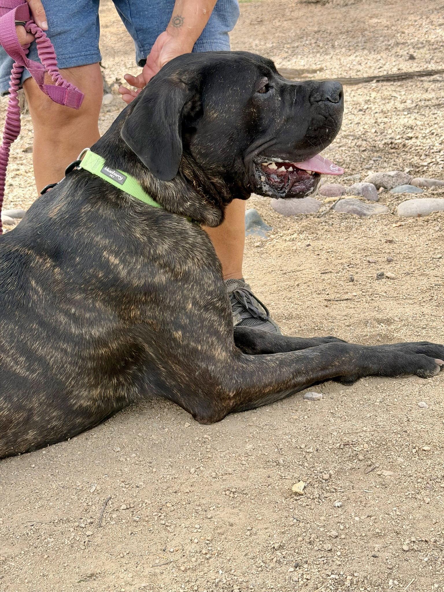 Captain, a Adoptable Presa Canario in Glendale, AZ image 2/3