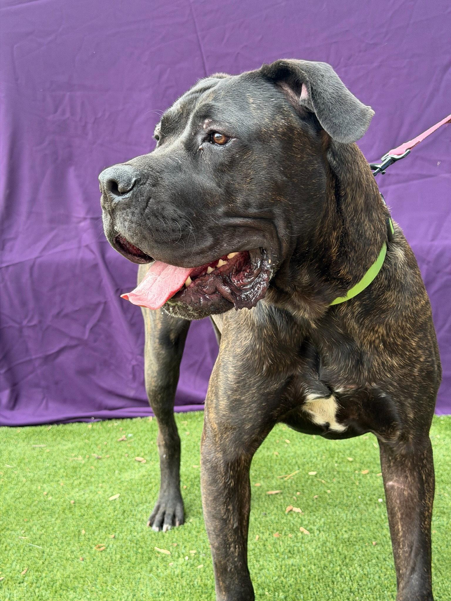 Captain, a Adoptable Presa Canario in Glendale, AZ image 3/3