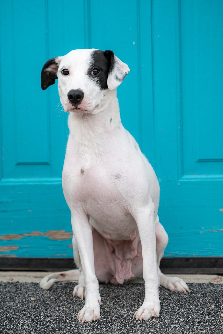 543-26 Charity, a ADOPTABLE mixed breed in Brighton, CO image 3/4