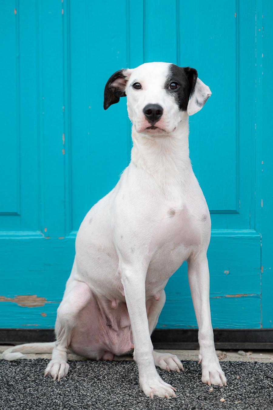 543-26 Charity, a ADOPTABLE mixed breed in Brighton, CO image 1/4