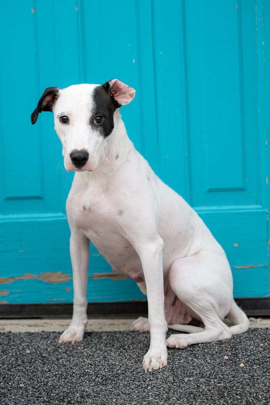 543-26 Charity, a ADOPTABLE mixed breed in Brighton, CO image 2/4