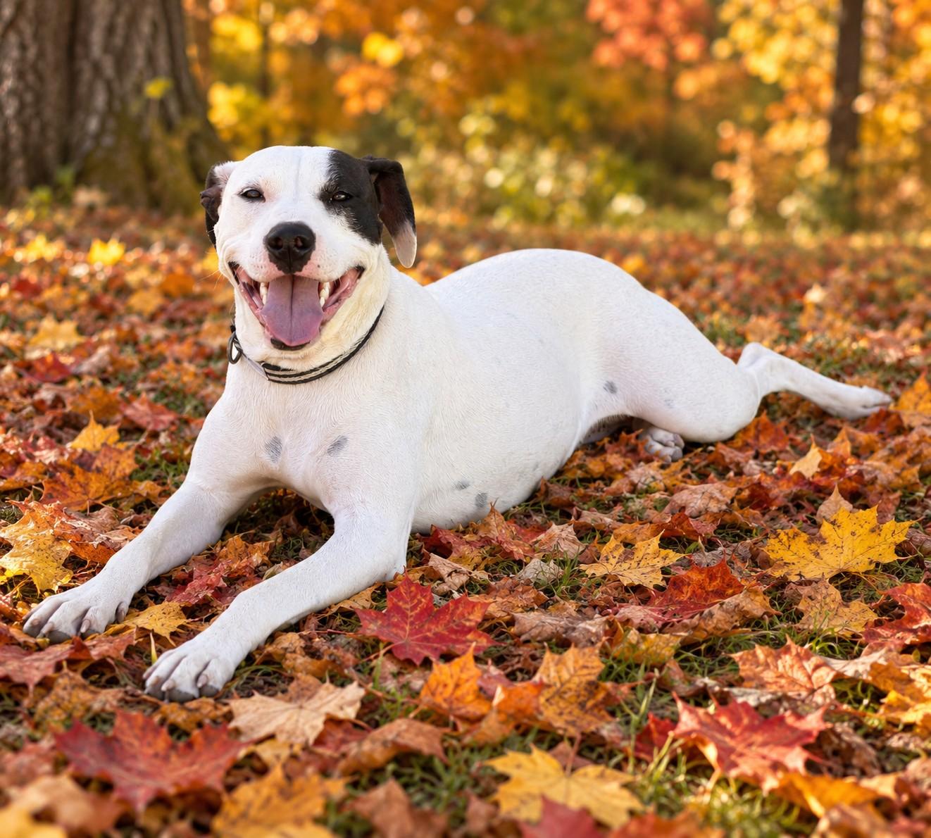 Enlarge 543-26 Charity, a Adoptable mixed breed in Brighton, CO image 1/3