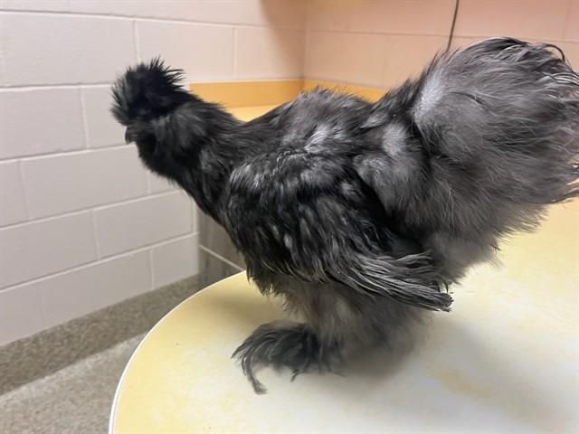 Enlarge DJ, a Adoptable Chicken in Colorado Springs, CO image 1/1
