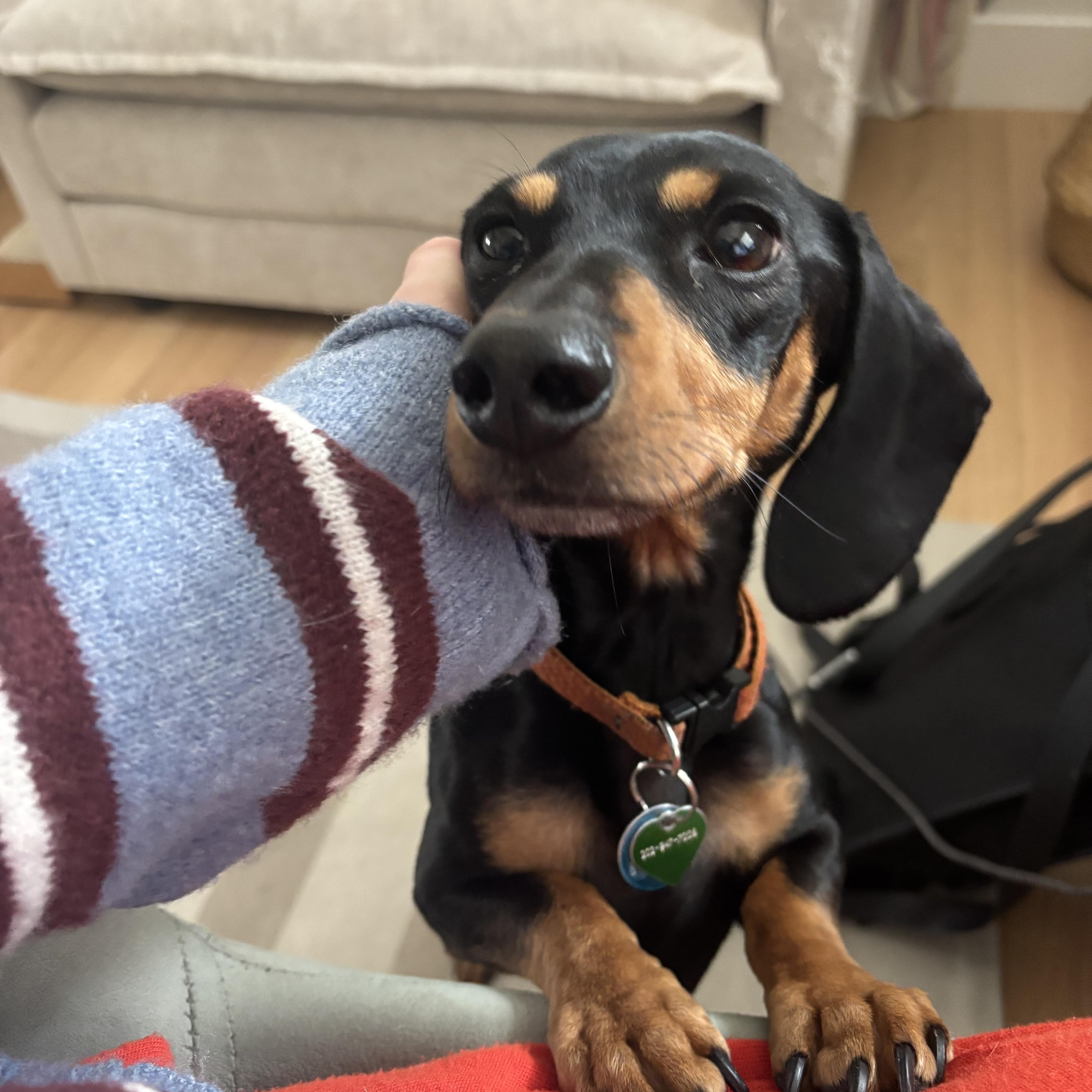 Enlarge Rocky, an adopted Dachshund in Denver, CO image 1/6