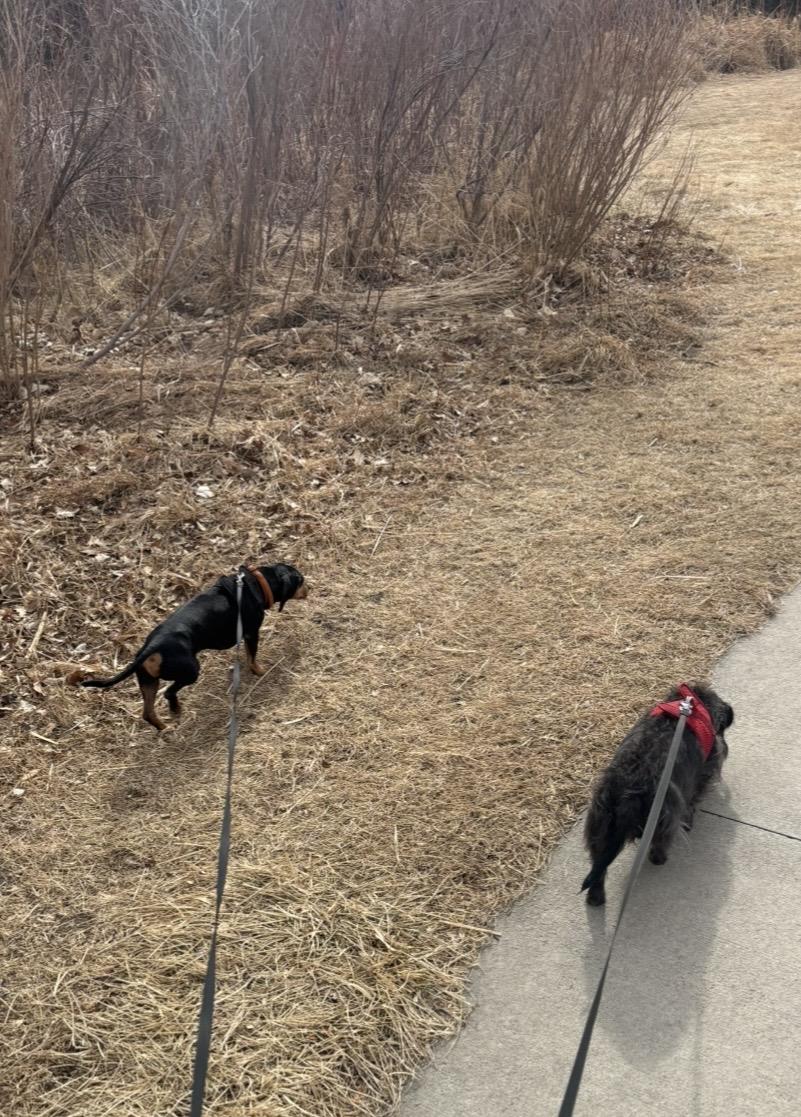 Enlarge Rocky, an adopted Dachshund in Denver, CO image 4/6