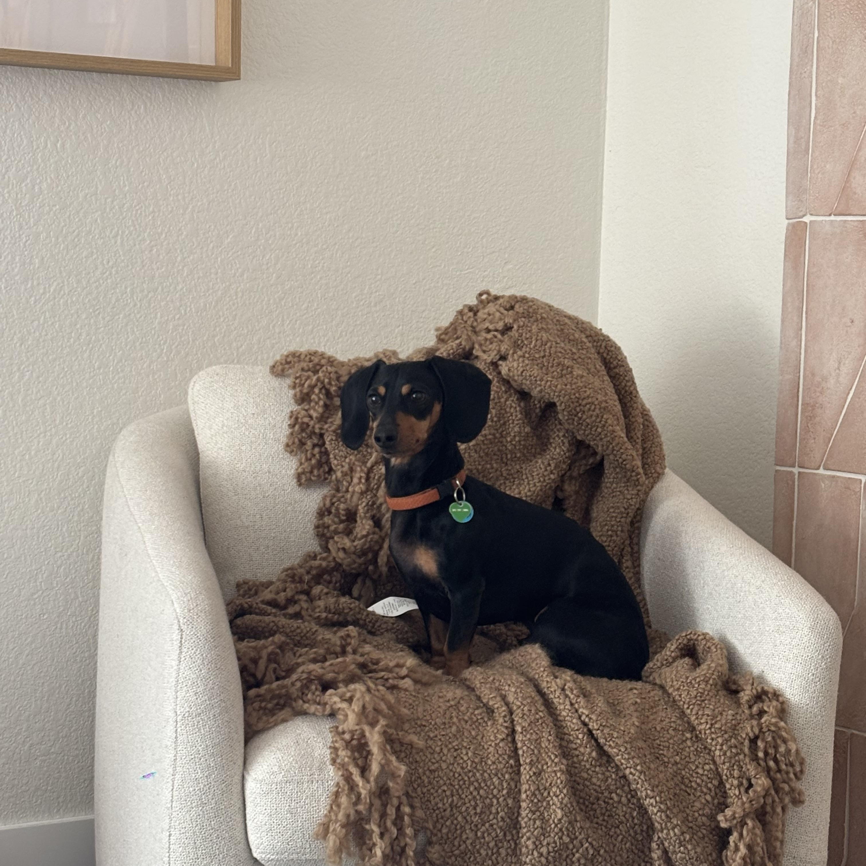 Enlarge Rocky, an adopted Dachshund in Denver, CO image 2/6